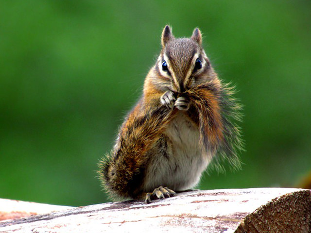 リスは飼いやすい？